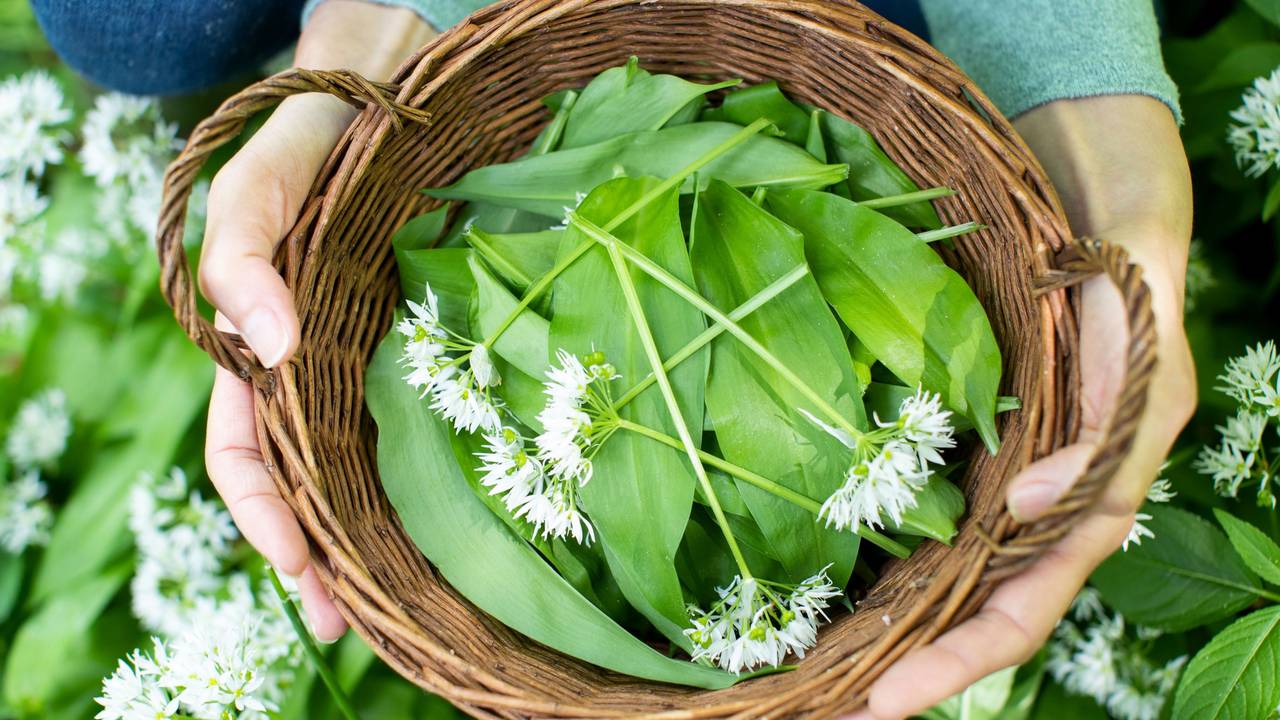 Sobald die Saison startet, kann man im Wald Bärlauch ernten. Doch wie kann man zuverlässig Bärlauch erkennen und ihn von giftigen Pflanzen unterscheiden?