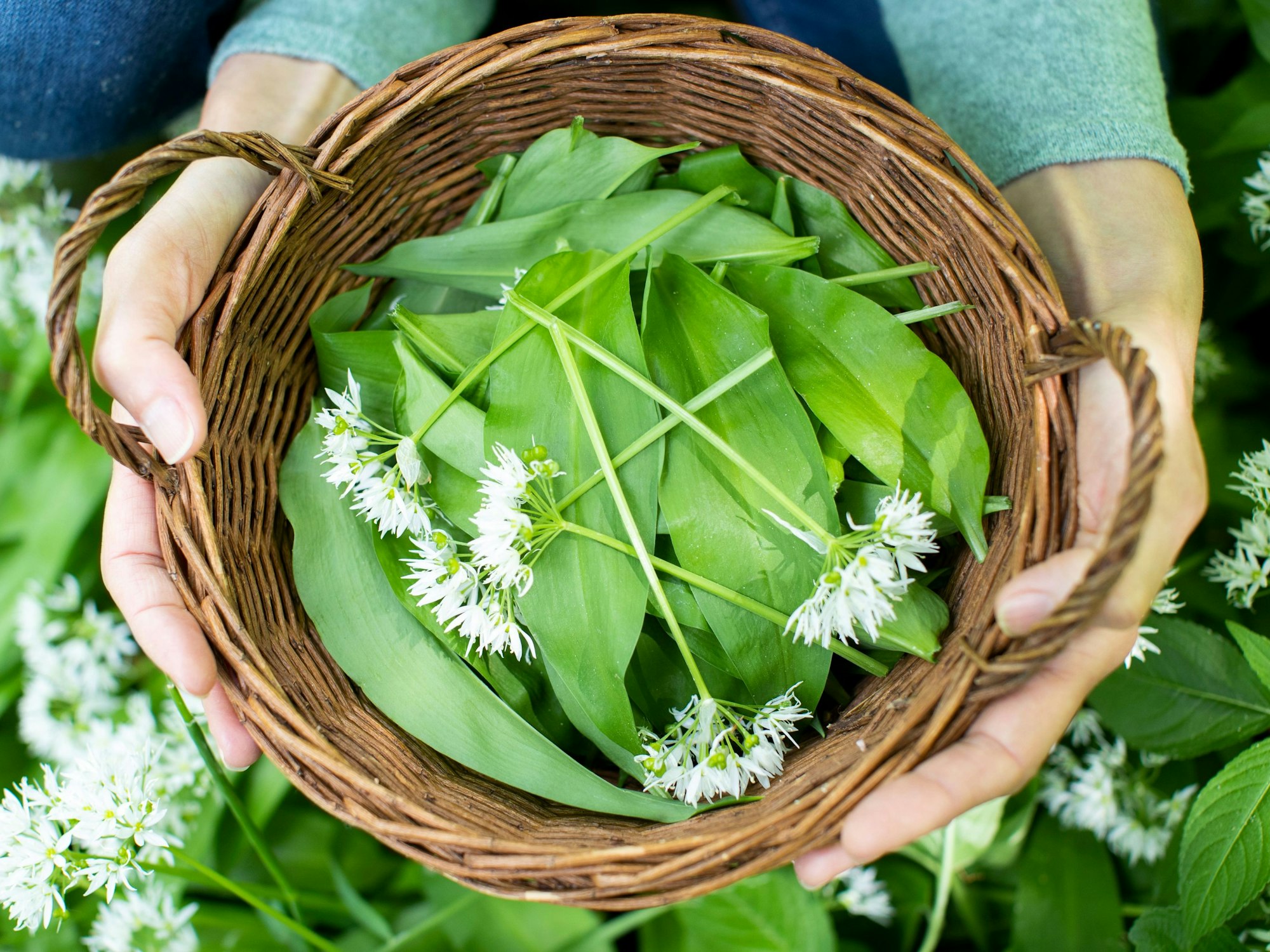 Sobald die Saison startet, kann man im Wald Bärlauch ernten. Doch wie kann man zuverlässig Bärlauch erkennen und ihn von giftigen Pflanzen unterscheiden?