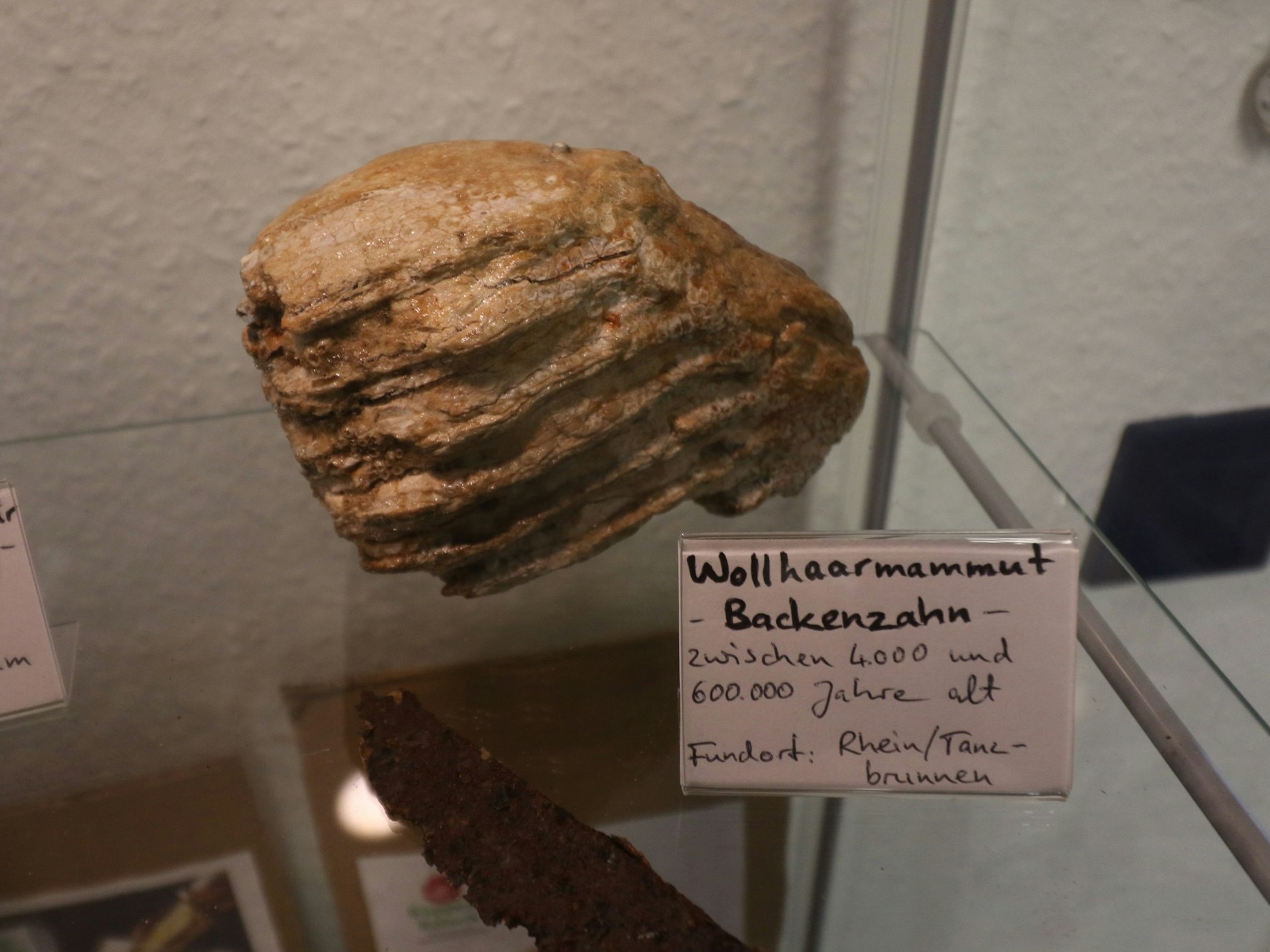 Ein Mammutzahn in einer Vitrine.