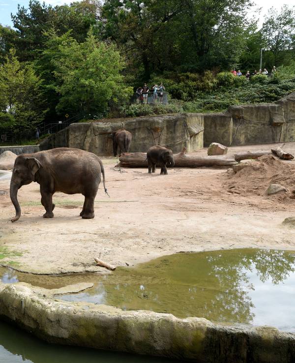 Elefanten im Kölner Zoo.
