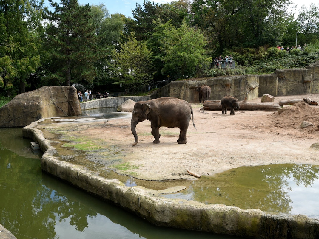 Elefanten im Kölner Zoo.