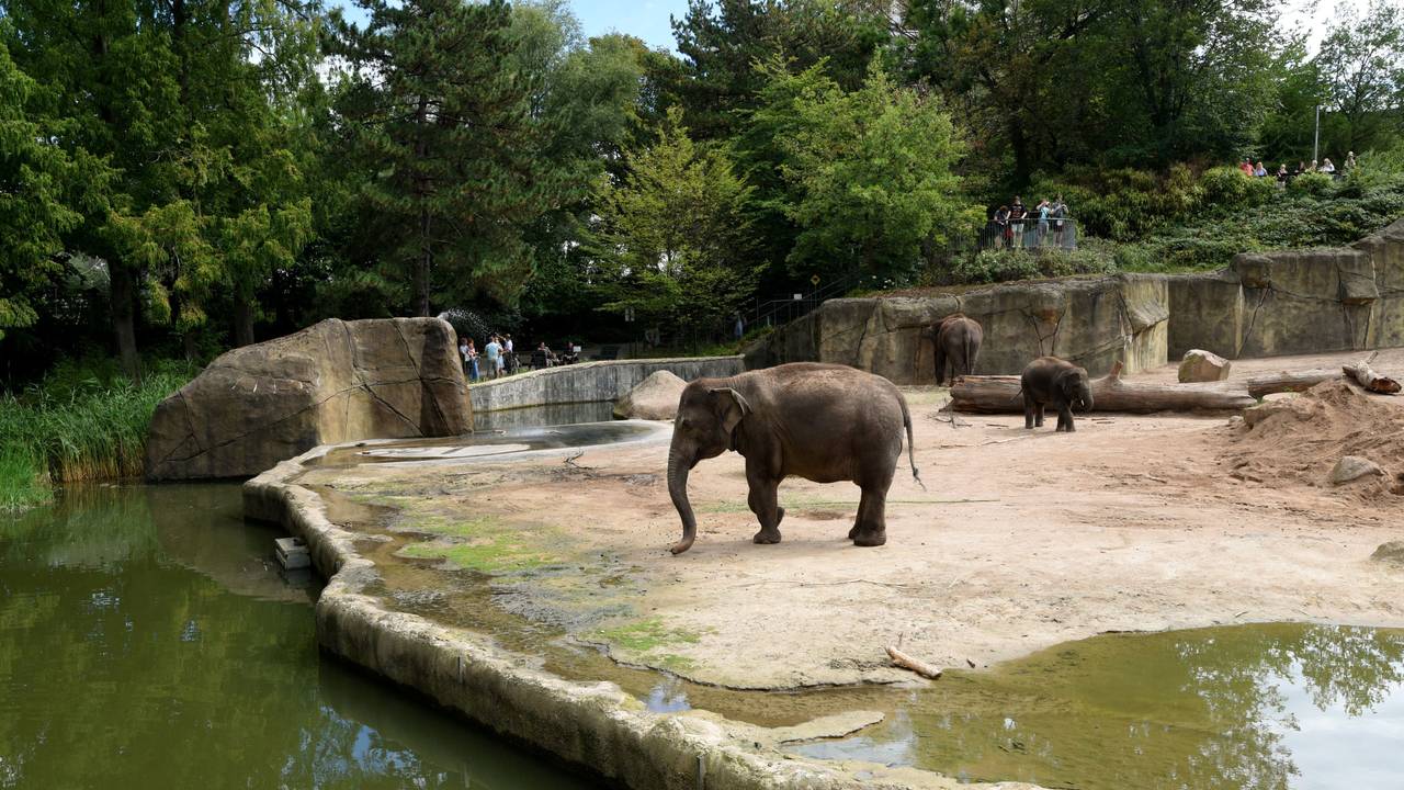Elefanten im Kölner Zoo.