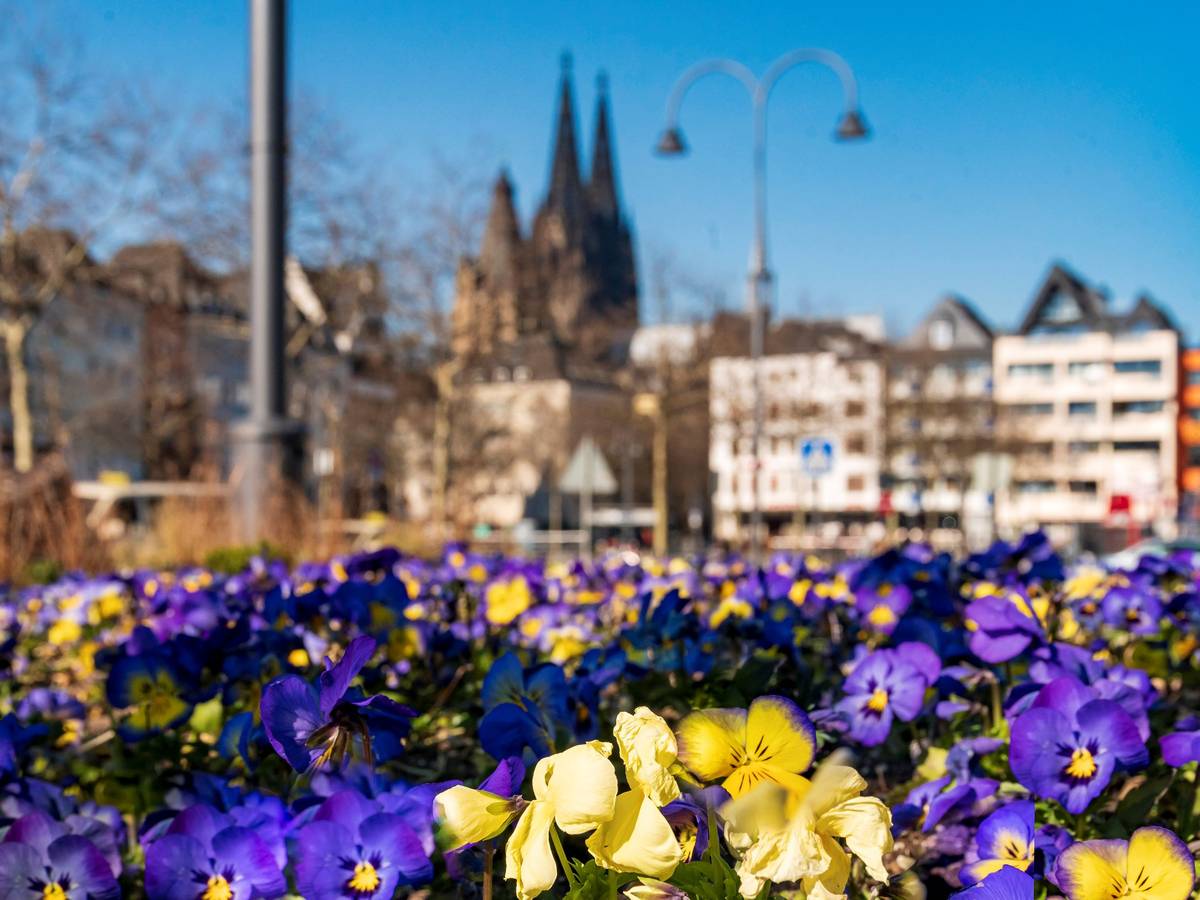 Ein Blumenbeet am Heumarkt mit dem Kölner Dom und der Altstadt im Hintergrund
