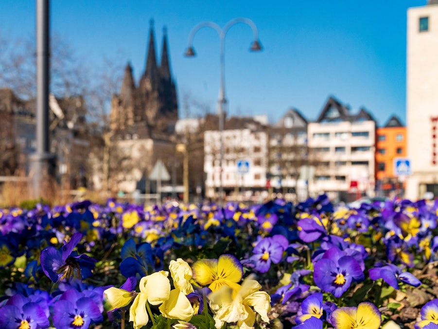 Ein Blumenbeet am Heumarkt mit dem Kölner Dom und der Altstadt im Hintergrund