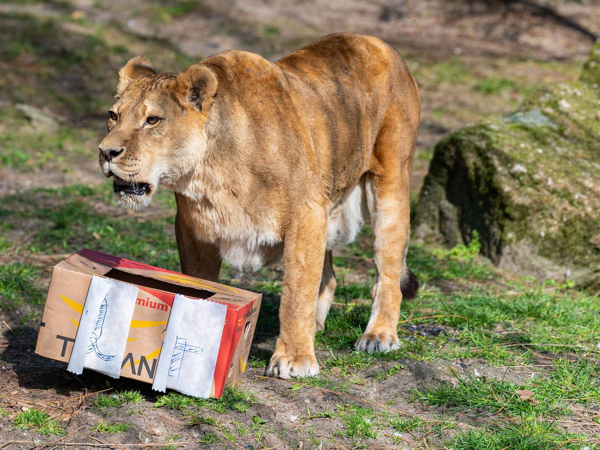 Die Löwin Zeta steht an ihrem 24. Geburtstag vor einem Karton mit Fleischknochen, ihrem Geburtstagsgeschenk. Sie lebt im Allwetterzoo in Münster.
