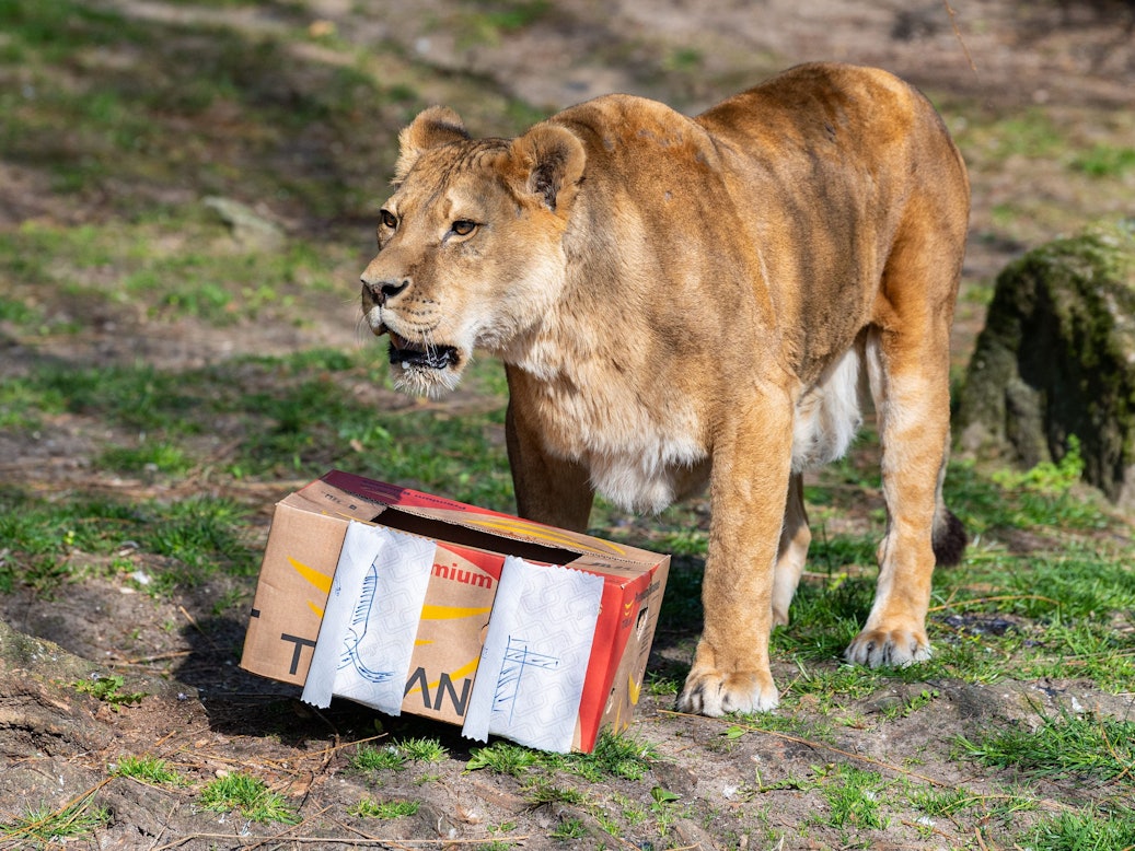 Die Löwin Zeta steht an ihrem 24. Geburtstag vor einem Karton mit Fleischknochen, ihrem Geburtstagsgeschenk. Sie lebt im Allwetterzoo in Münster.