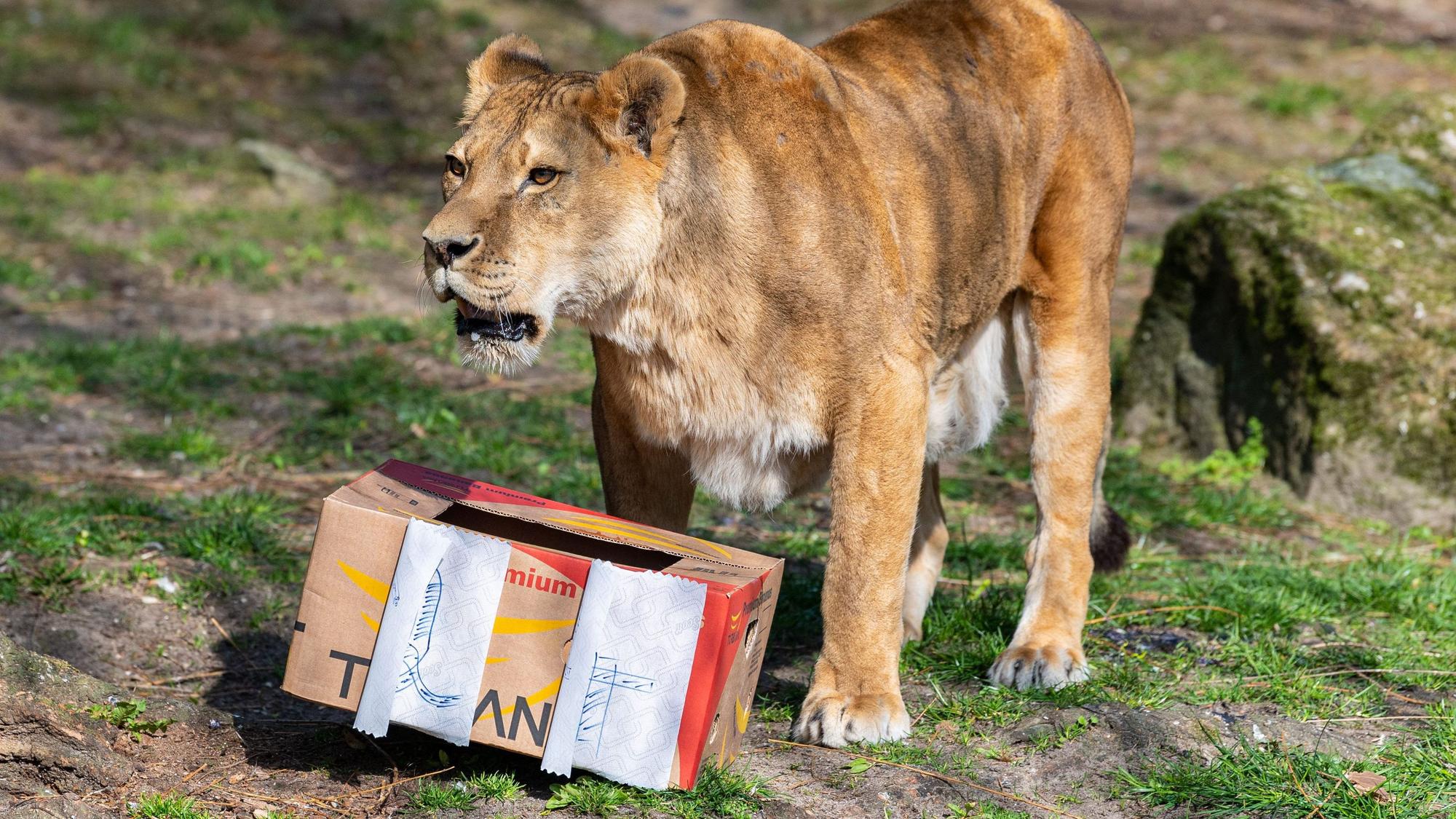 Die Löwin Zeta steht an ihrem 24. Geburtstag vor einem Karton mit Fleischknochen, ihrem Geburtstagsgeschenk. Sie lebt im Allwetterzoo in Münster.