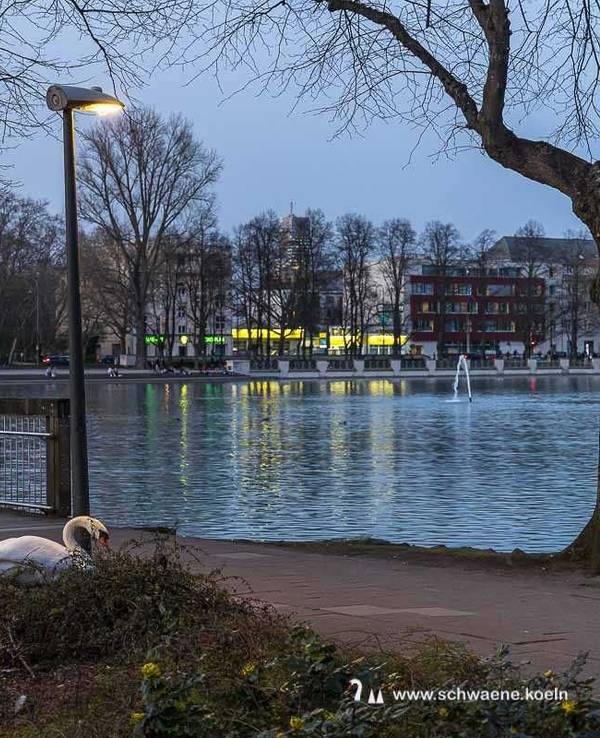 Zwei Schwäne direkt am Gehweg am Aachener Weiher.