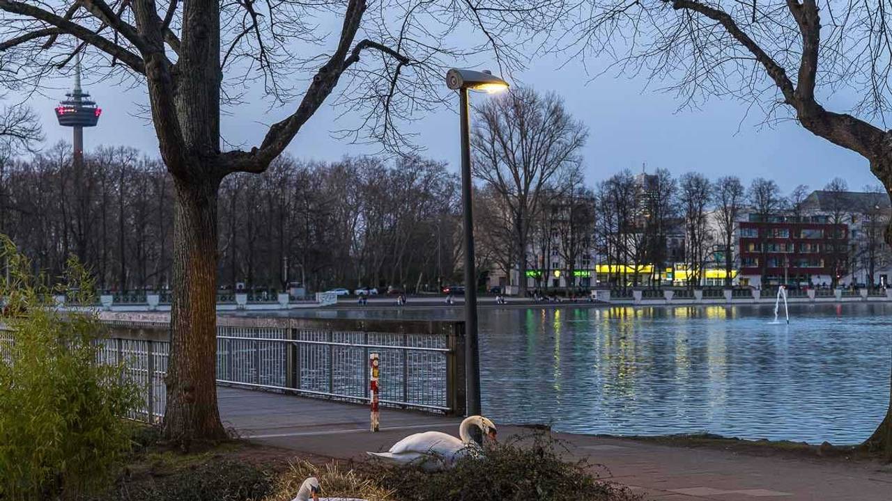 Zwei Schwäne direkt am Gehweg am Aachener Weiher.