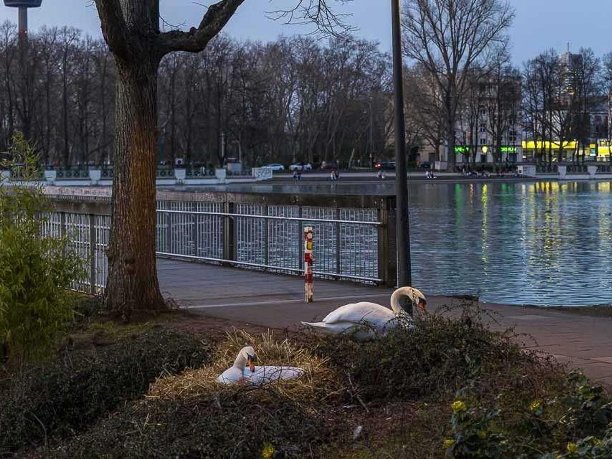 Zwei Schwäne direkt am Gehweg am Aachener Weiher.