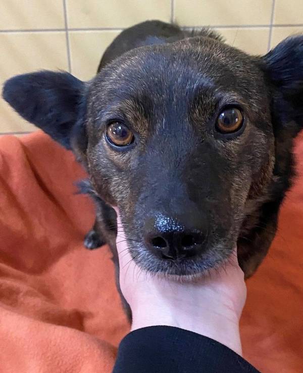 Einer der geretteten Hunde aus der Ukraine