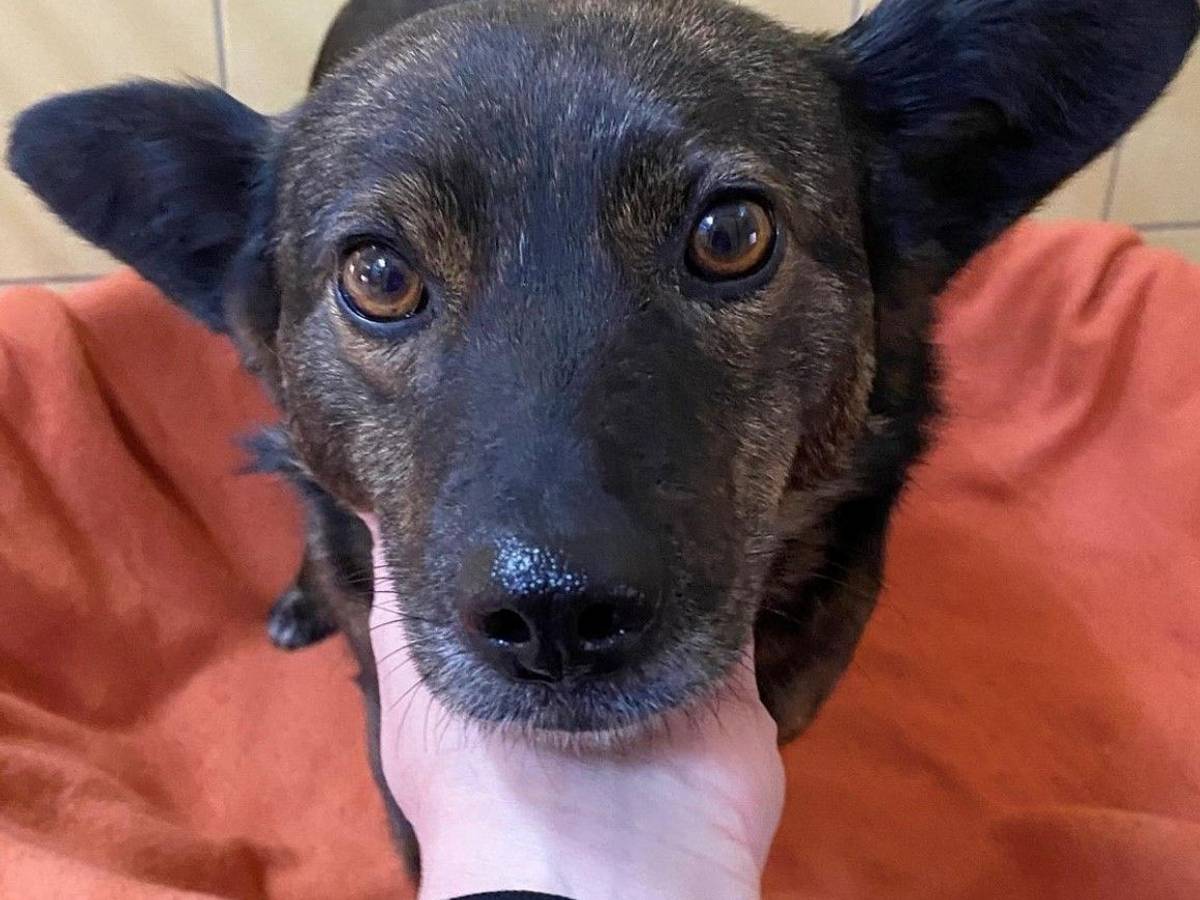 Einer der geretteten Hunde aus der Ukraine