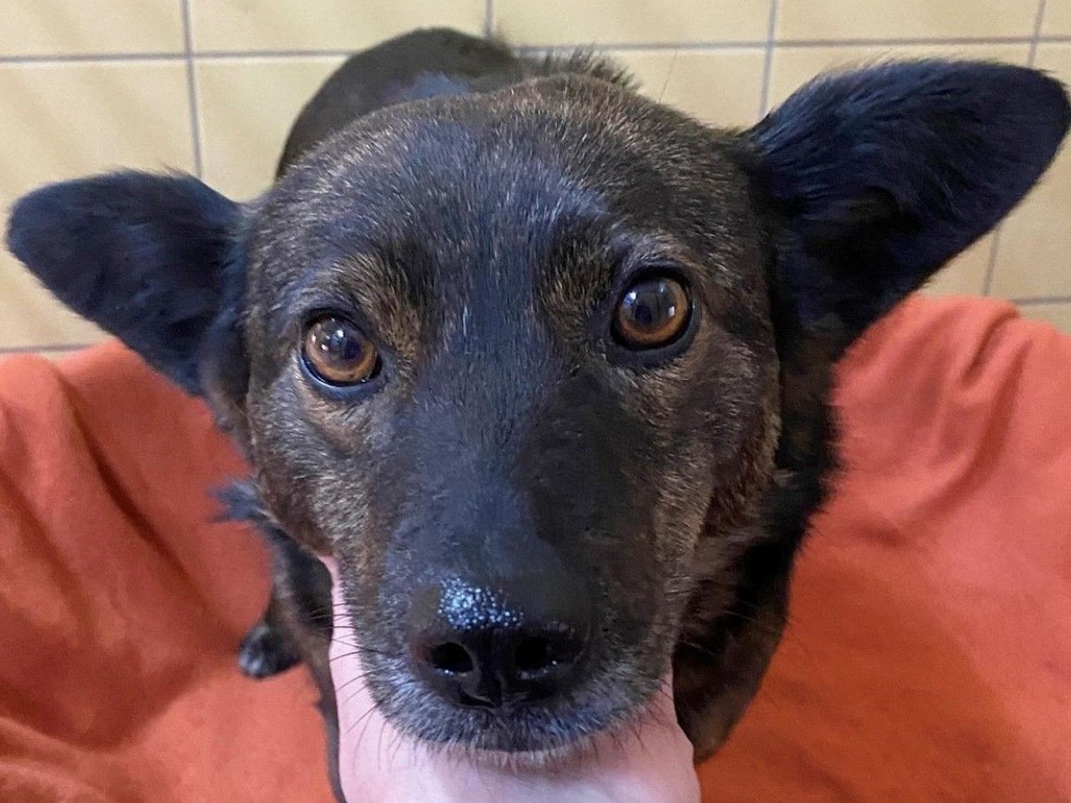 Einer der geretteten Hunde aus der Ukraine