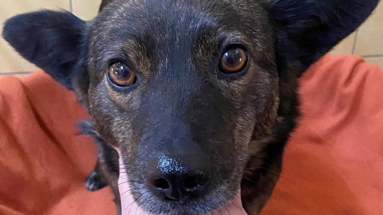 Einer der geretteten Hunde aus der Ukraine