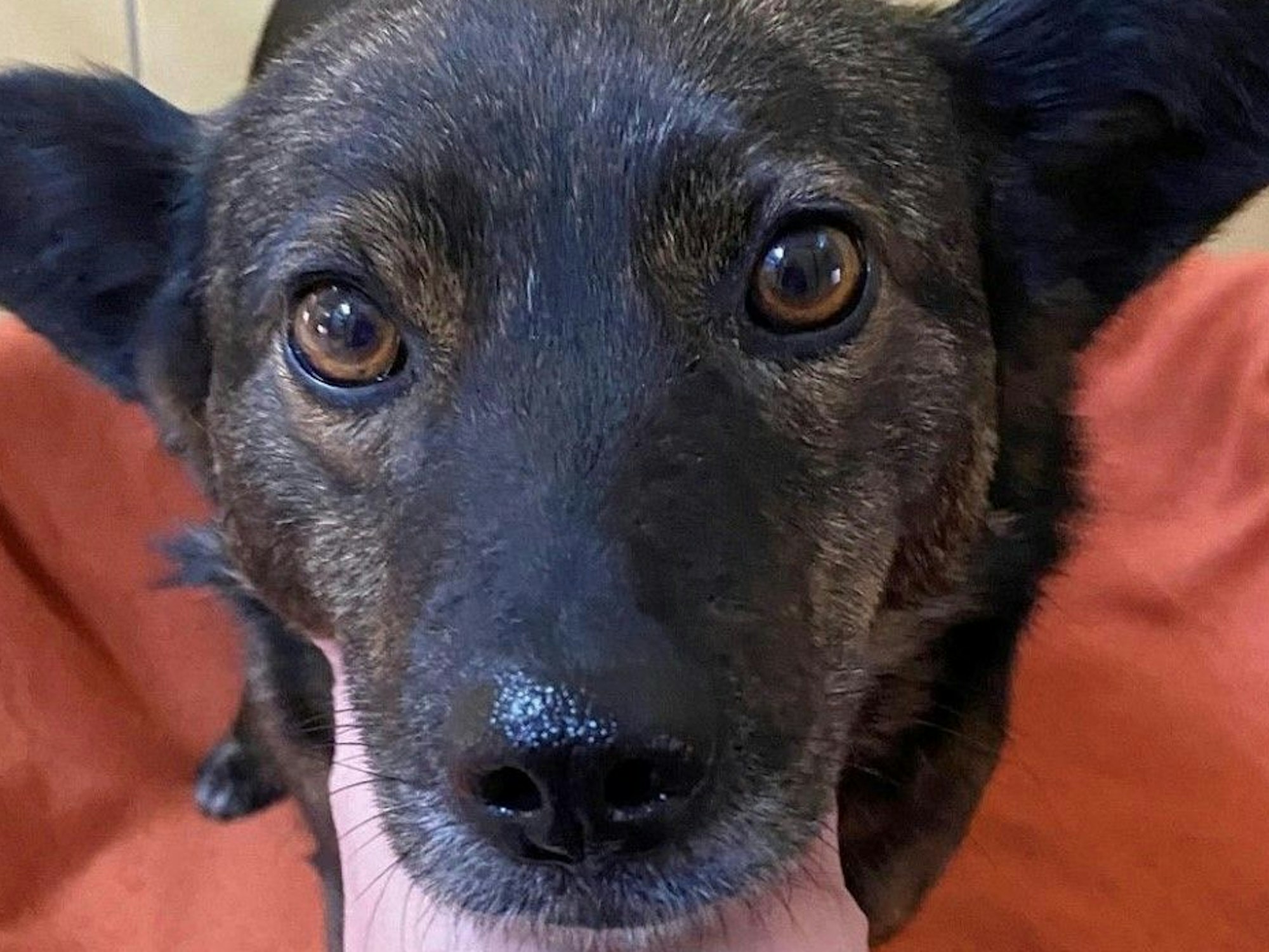 Einer der geretteten Hunde aus der Ukraine