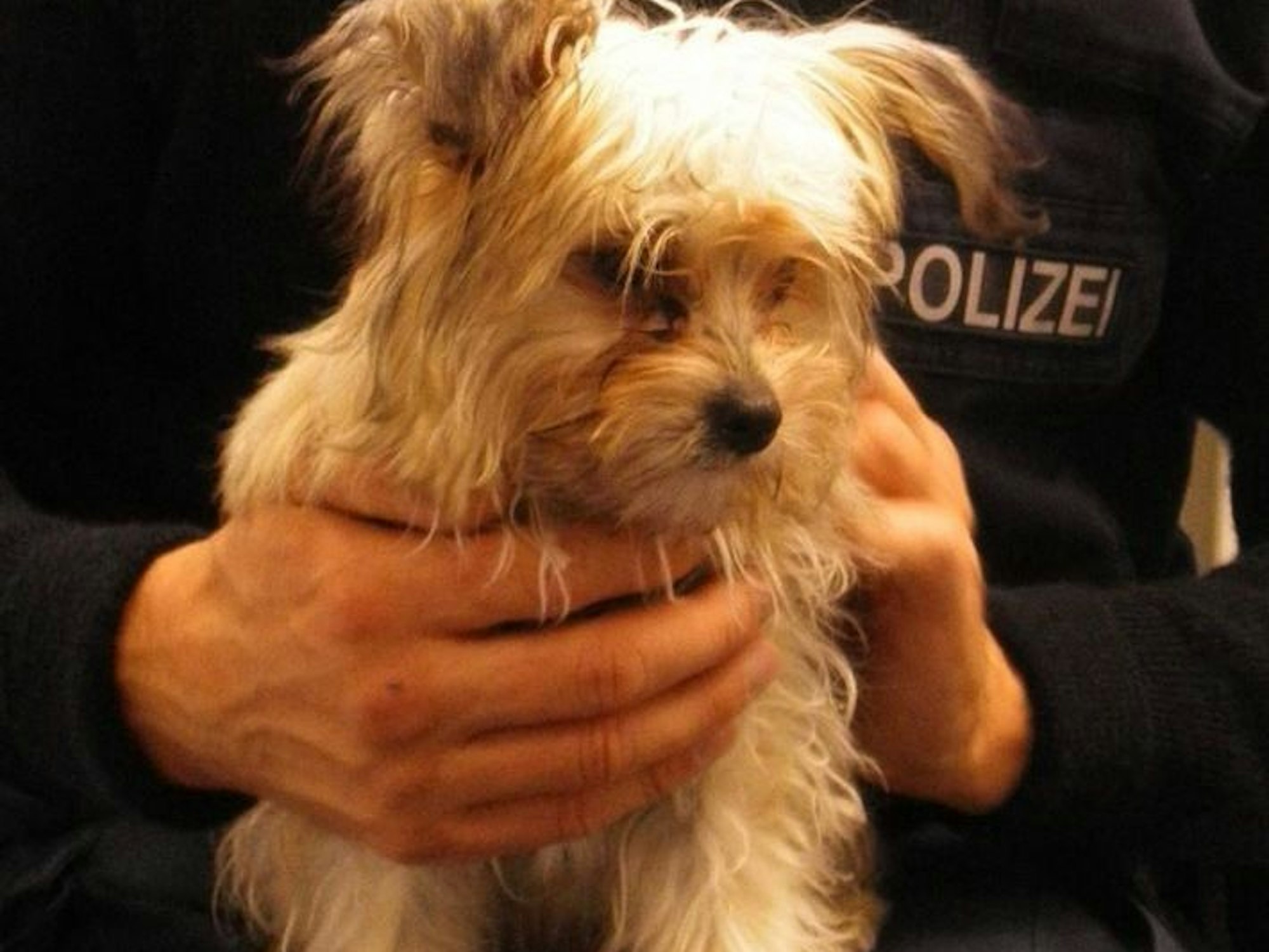 Ein Polizei hält einen Hundewelpen auf dem Arm.