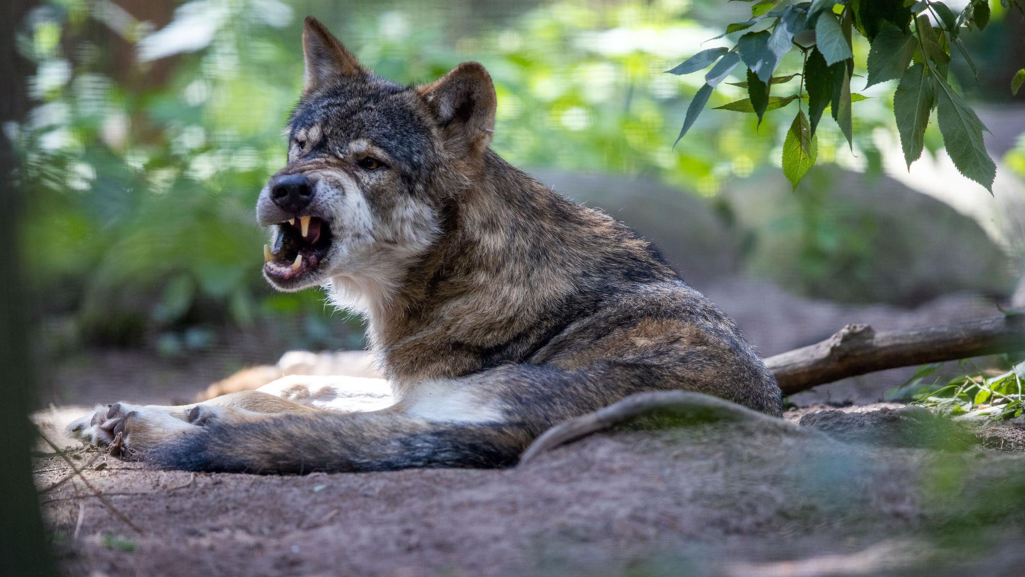 Ein eurasischer Wolf in einem Wildpark (undatiertes Foto). In NRW wurde jetzt eine neue Wolfs-Verordnung beschlossen.