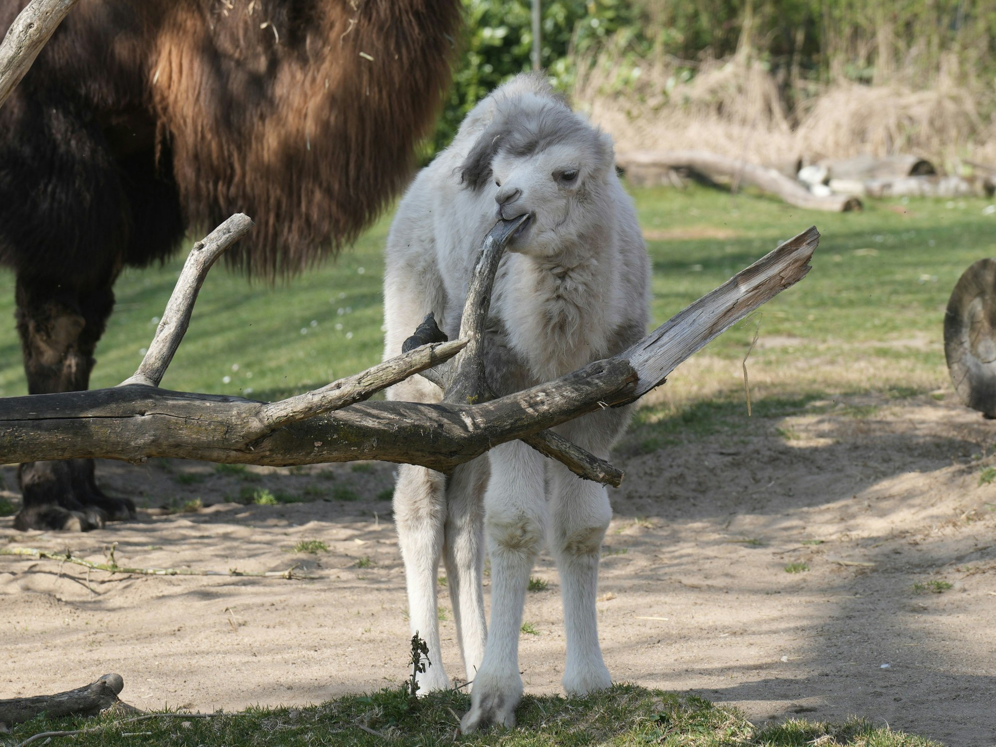 Im Kölner Zoo ist ein junges Trampeltier mit ungewöhnlich hellem Fell zur Welt gekommen.