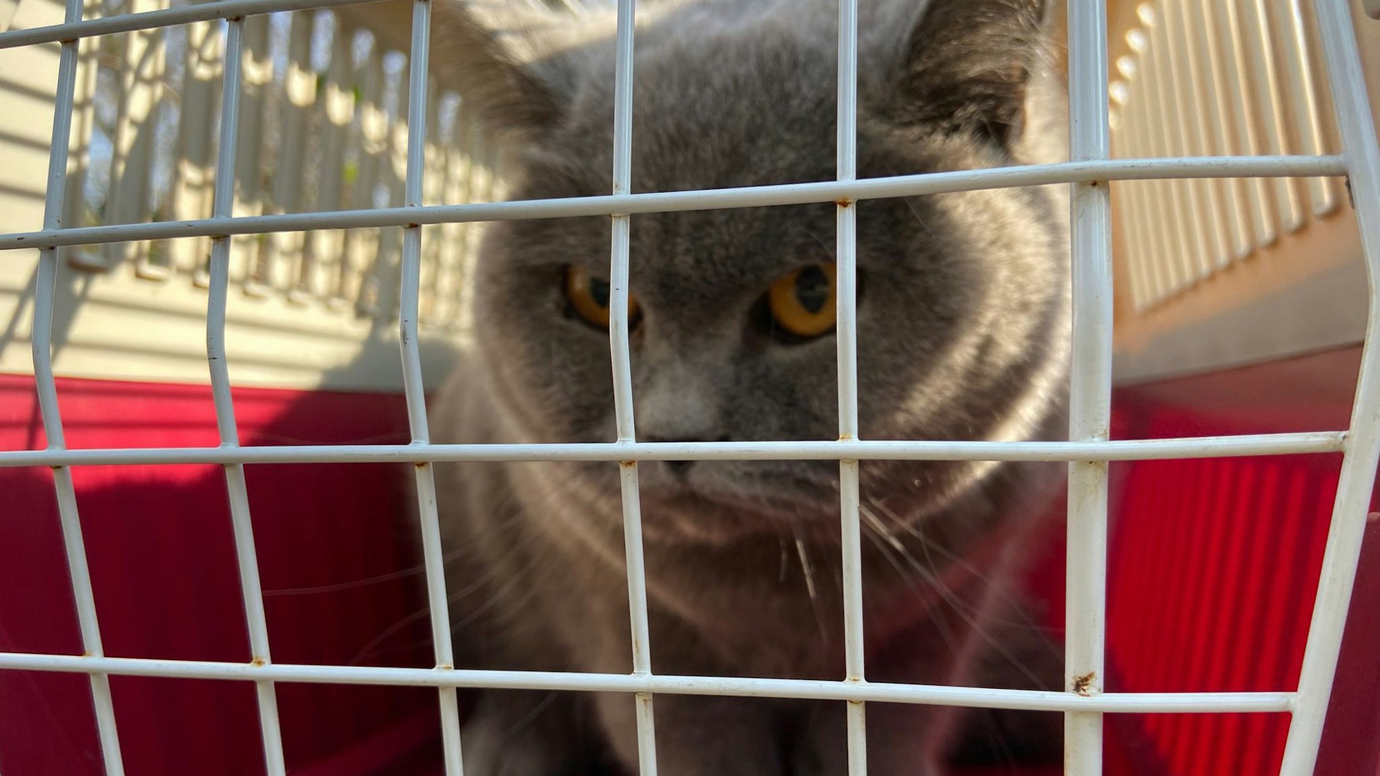 Katze blickt durch die Gitter eines Korbes.