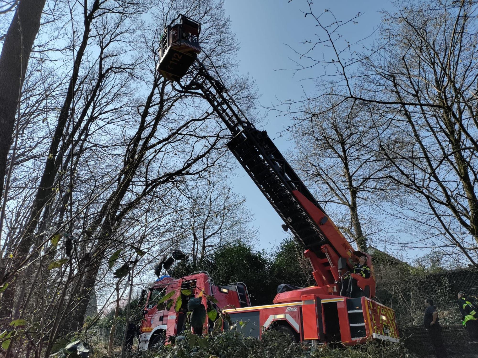 Feuerwehr Sankt Augustin rettet Katze mit Drehleiter aus Baum.