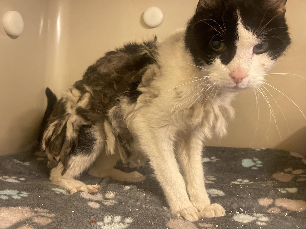Eine Katze, deren Fell völlig verfilzt ist, sitzt auf einer Decke.