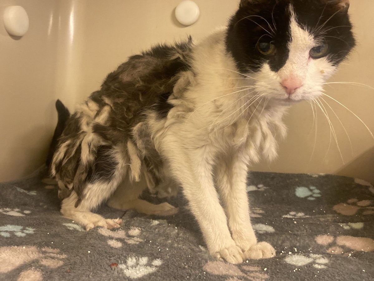 Eine Katze, deren Fell völlig verfilzt ist, sitzt auf einer Decke.