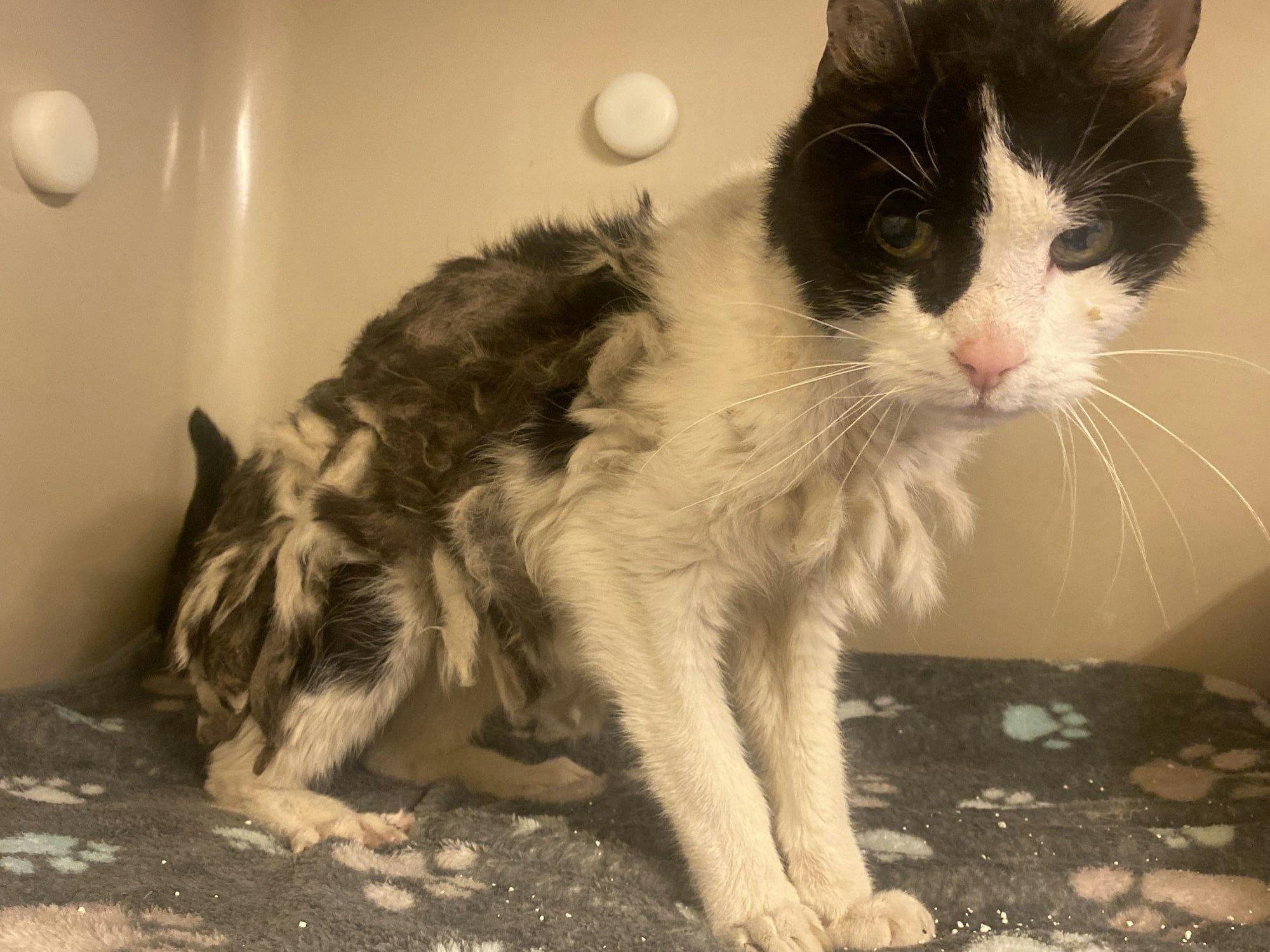 Eine Katze, deren Fell völlig verfilzt ist, sitzt auf einer Decke.