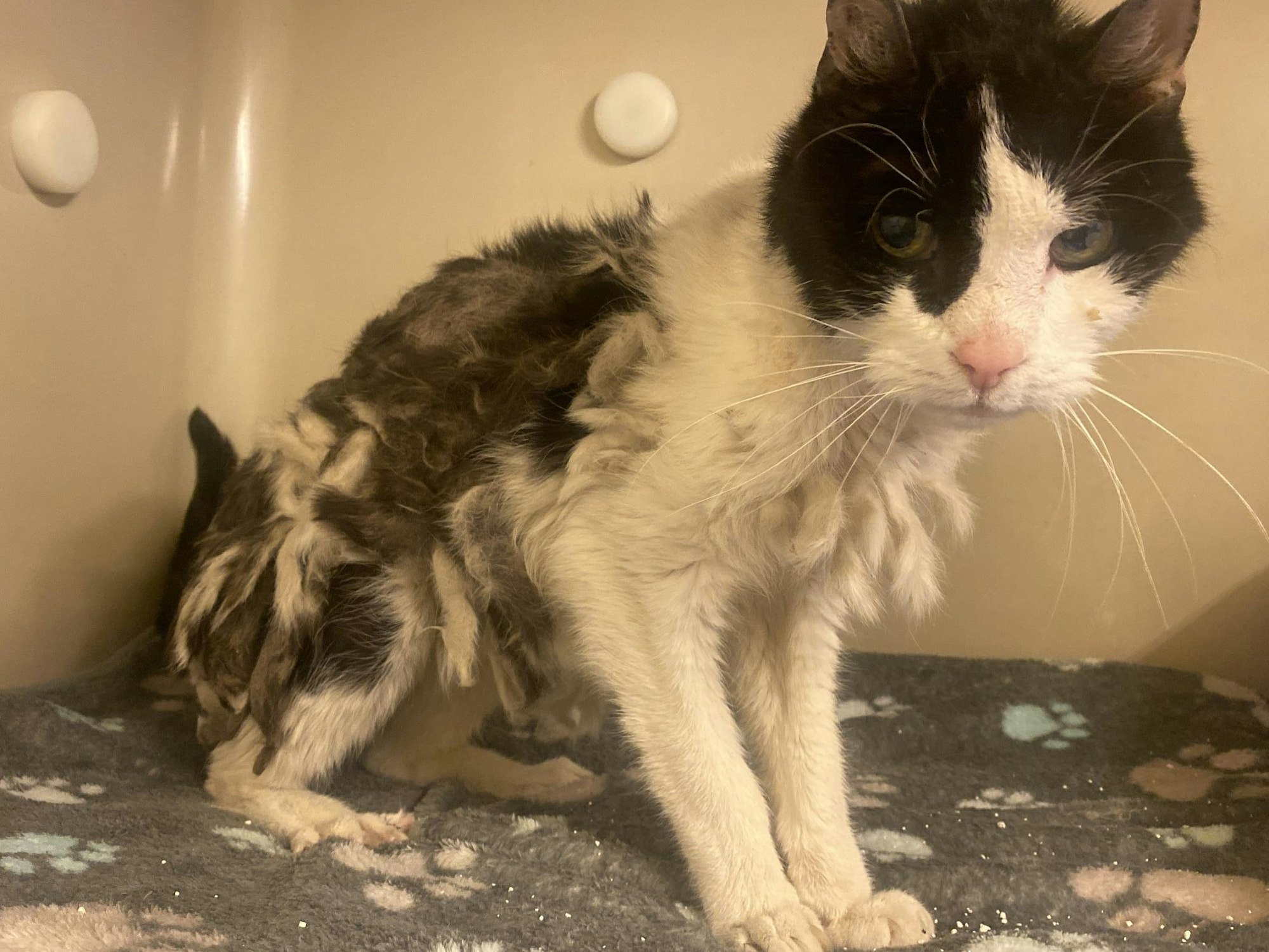 Eine Katze, deren Fell völlig verfilzt ist, sitzt auf einer Decke.