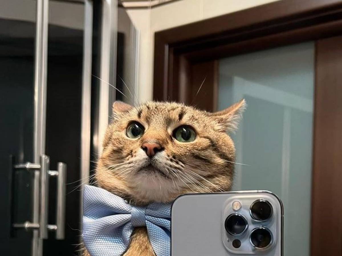 Kater Stepan aus der Ukraine ist ein Internet-Star. Foto: instagram.com/loveyoustepan