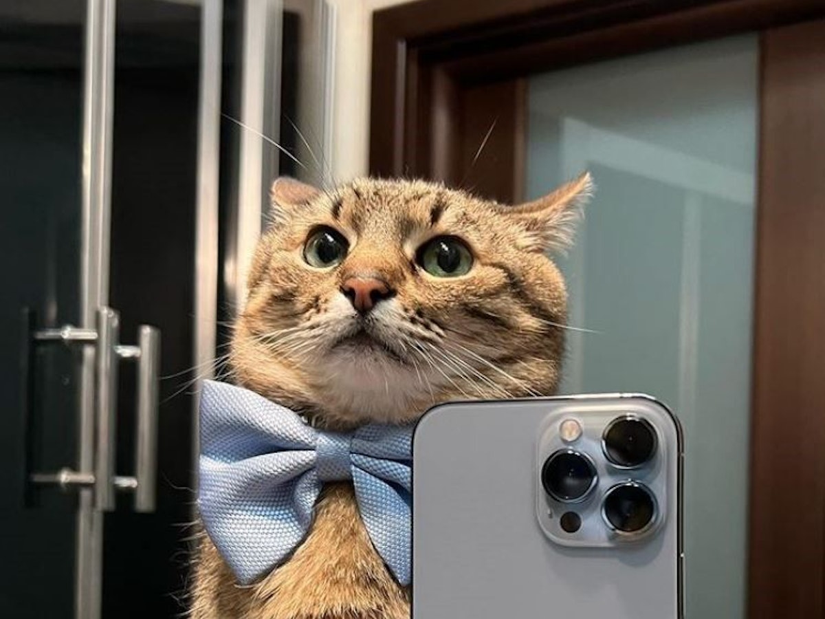 Kater Stepan aus der Ukraine  ist ein Internet-Star. Foto: instagram.com/loveyoustepan