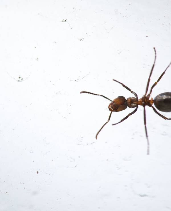 Krabbeltiere wie etwa Ameisen schaffen es immer wieder ins Haus oder in die Wohnung, aber wie wird man sie wieder los?