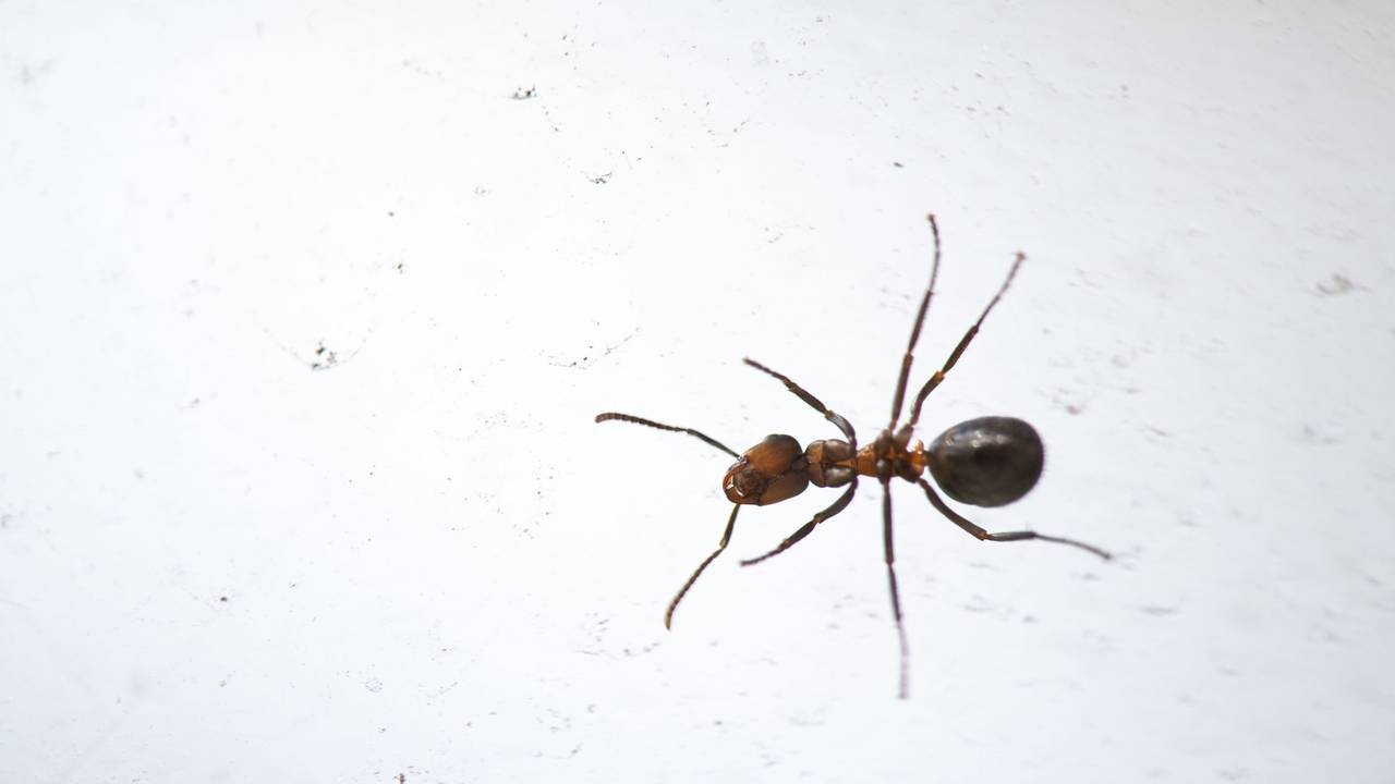 Krabbeltiere wie etwa Ameisen schaffen es immer wieder ins Haus oder in die Wohnung, aber wie wird man sie wieder los?