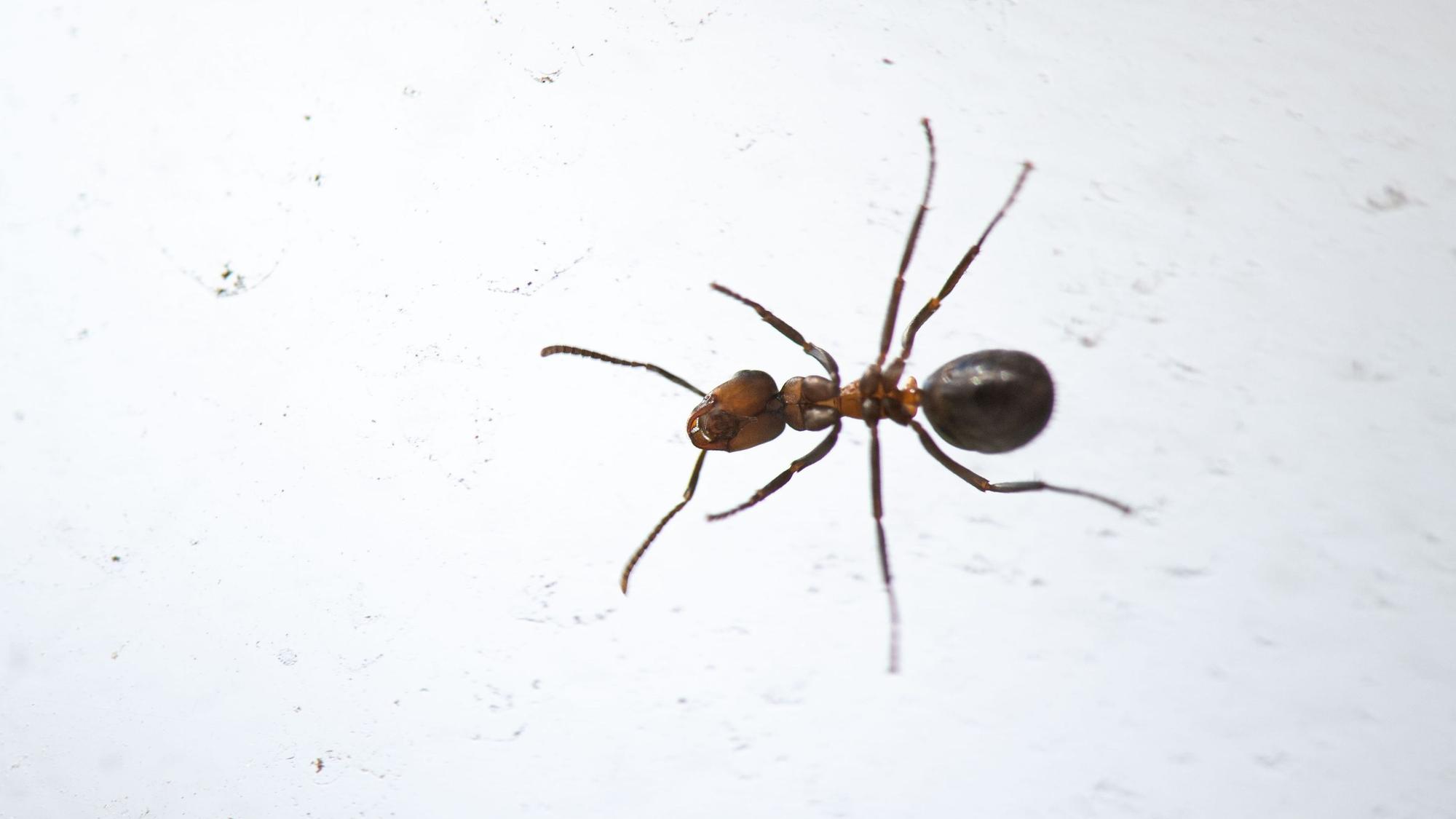 Krabbeltiere wie etwa Ameisen schaffen es immer wieder ins Haus oder in die Wohnung, aber wie wird man sie wieder los?