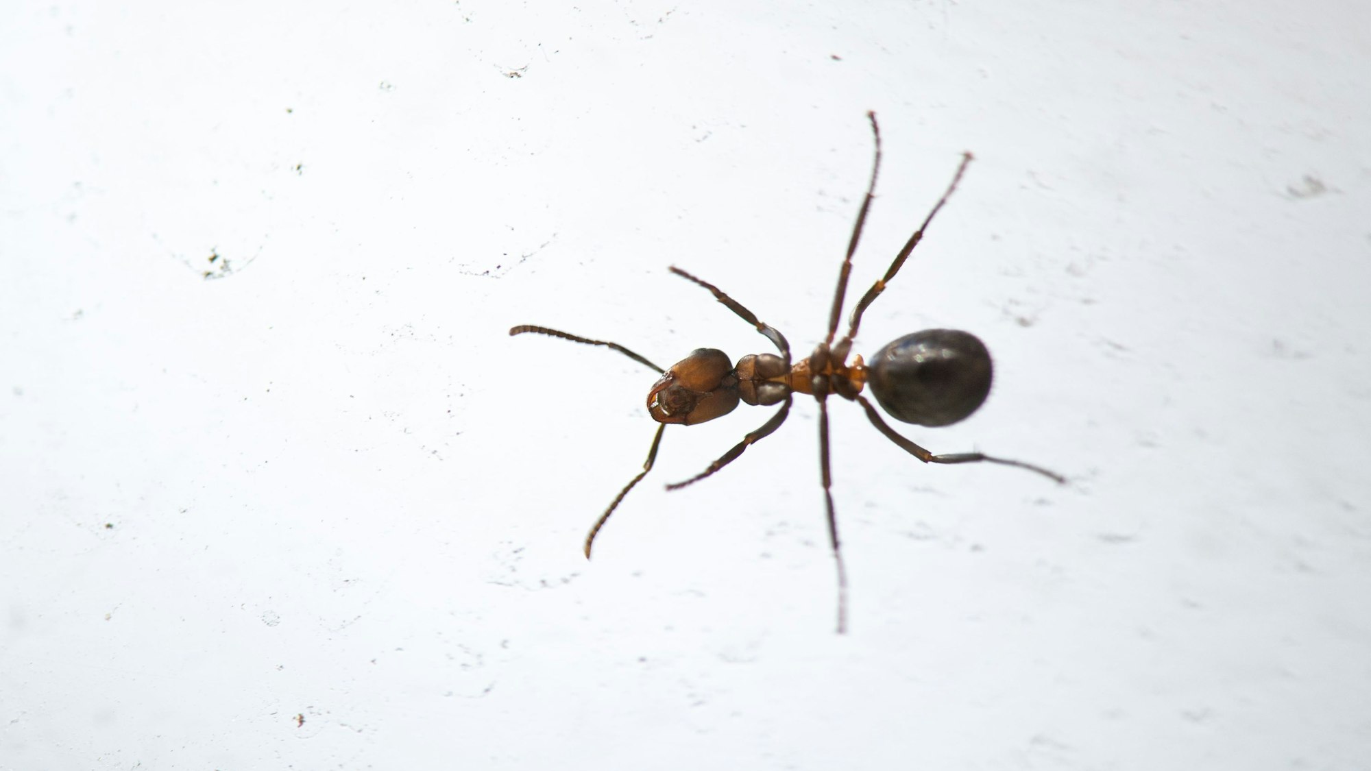 Krabbeltiere wie etwa Ameisen schaffen es immer wieder ins Haus oder in die Wohnung, aber wie wird man sie wieder los?