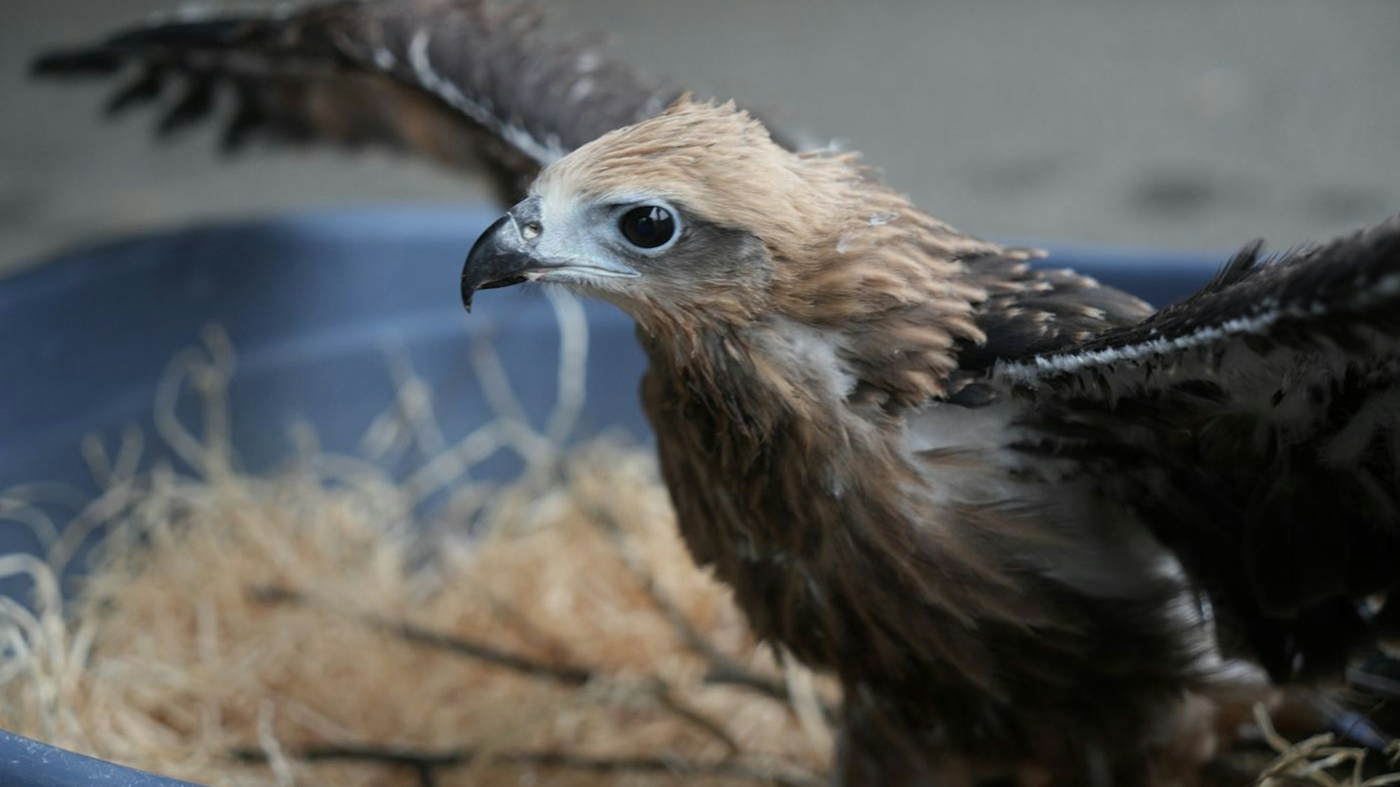 Brahminenweih in seinem Nest im Kölner Zoo.