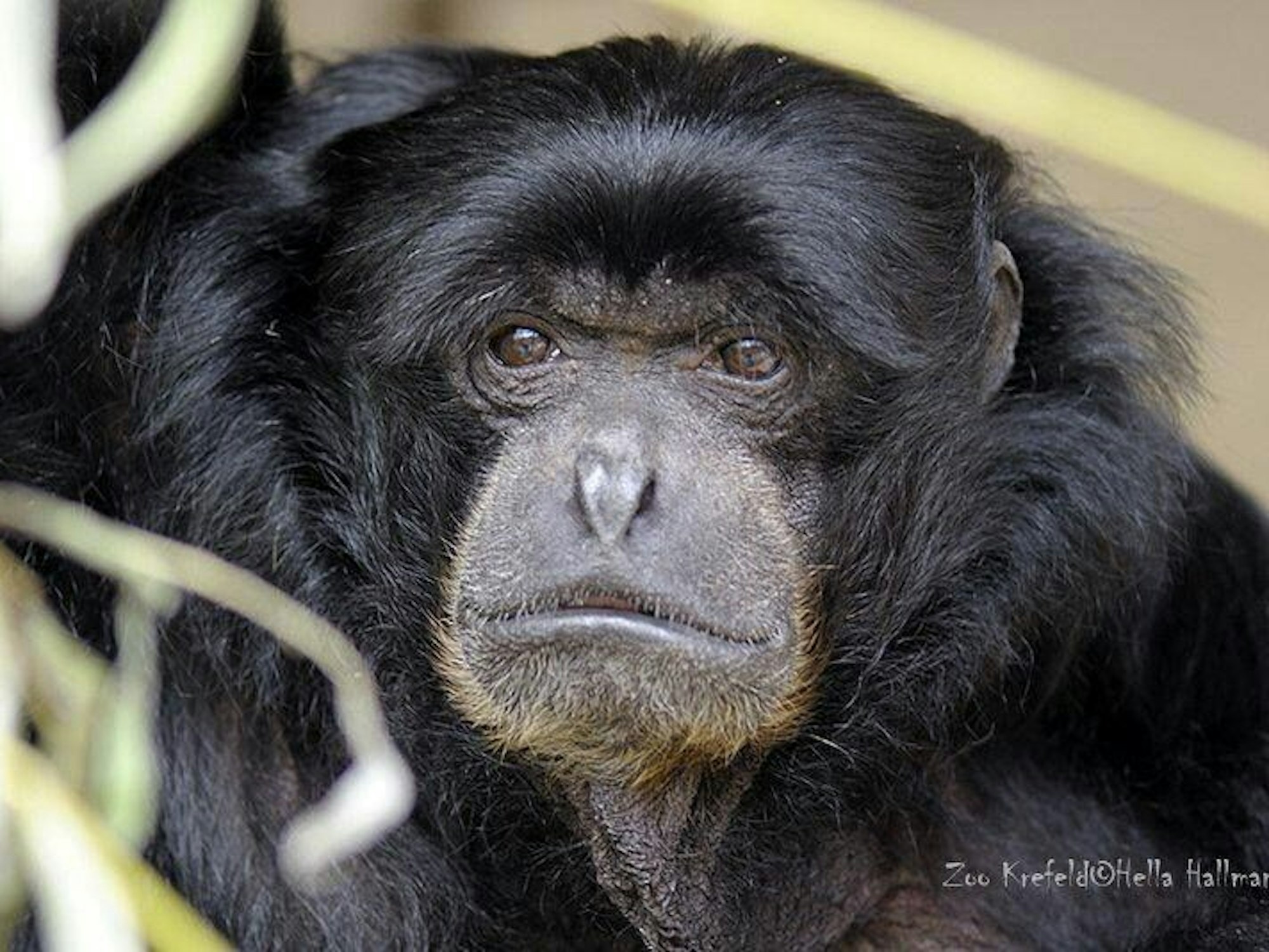 Siamang-Dame Katrin aus dem Krefelder Zoo ist gestorben.