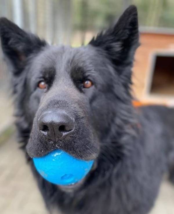 Schwarzer Schäferhund hat einen blauen Ball in der Schnauze.