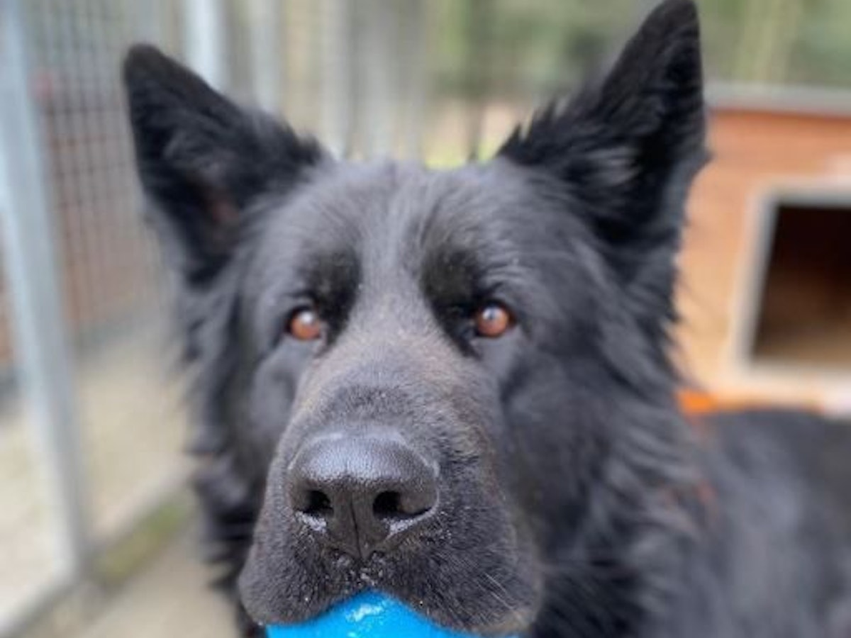 Schwarzer Schäferhund hat einen blauen Ball in der Schnauze.