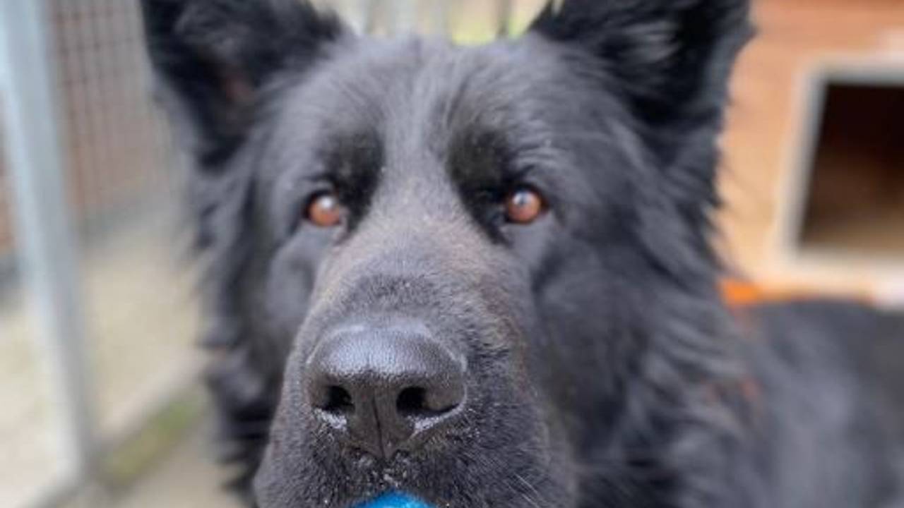 Schwarzer Schäferhund hat einen blauen Ball in der Schnauze.