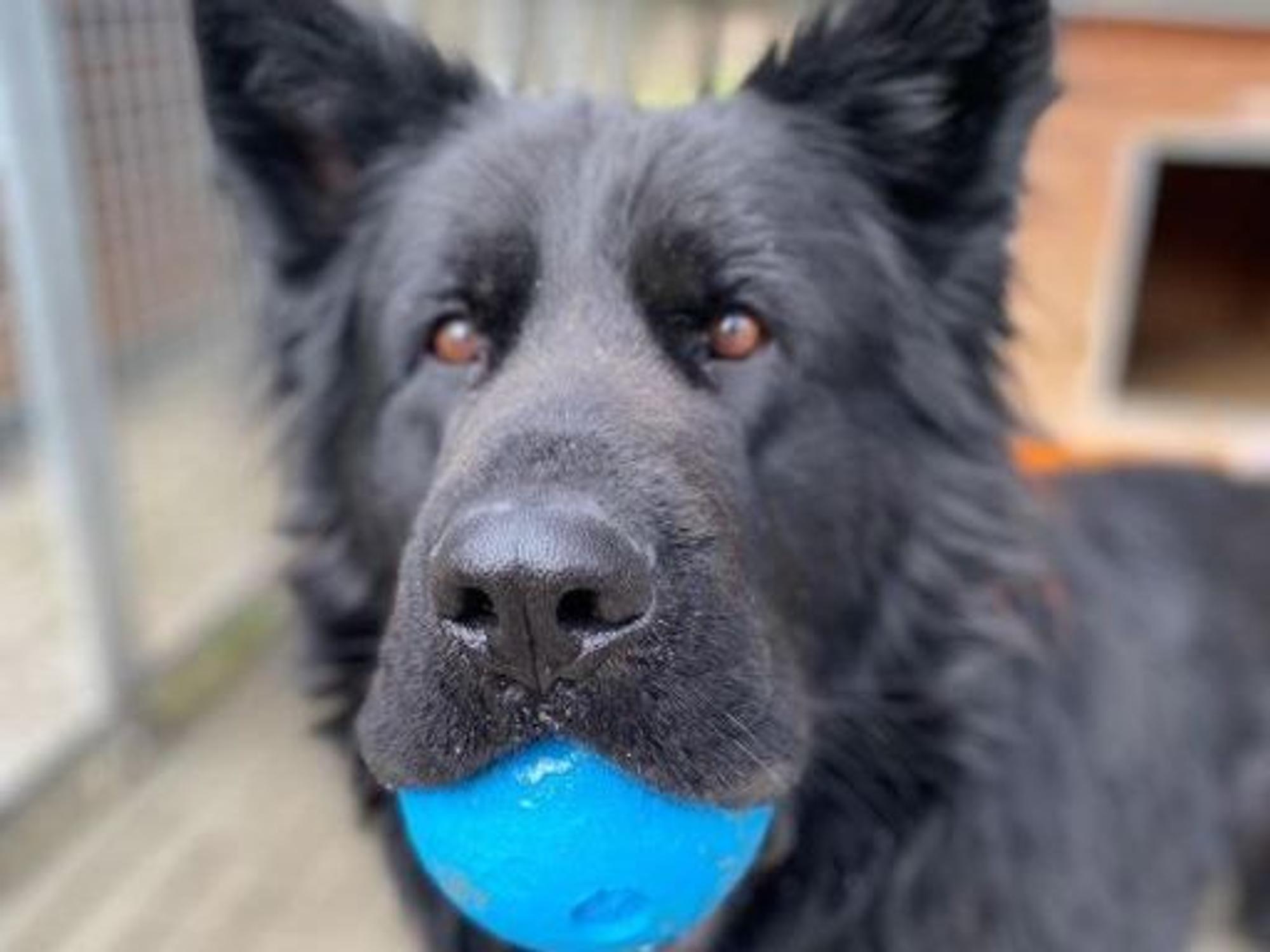 Schwarzer Schäferhund hat einen blauen Ball in der Schnauze.