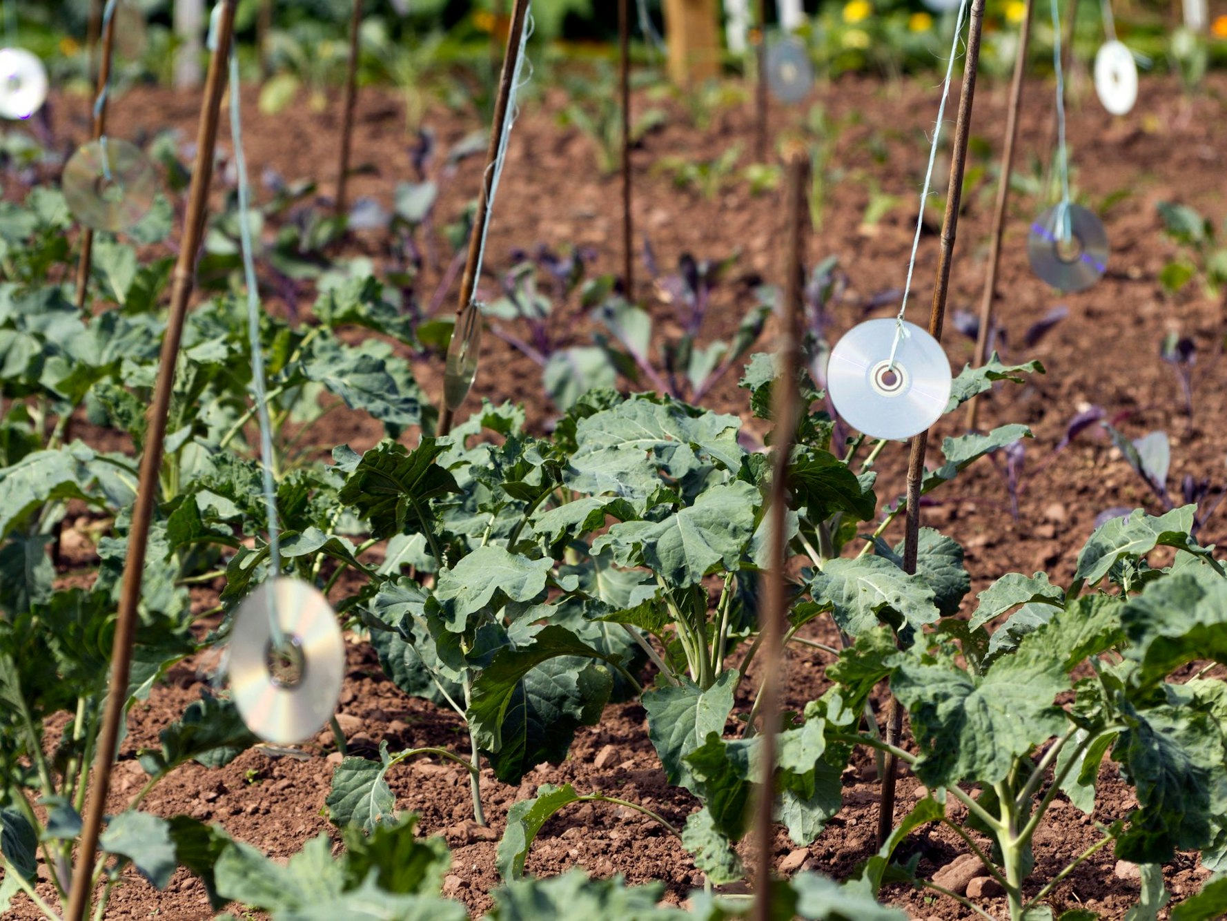 Alte CDs reflektieren Sonnenlicht und vertreiben Tauben.