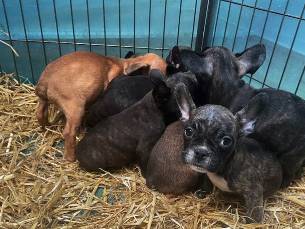 Kleine Bulldoggen-Welpen sitzen in einem Käfig.