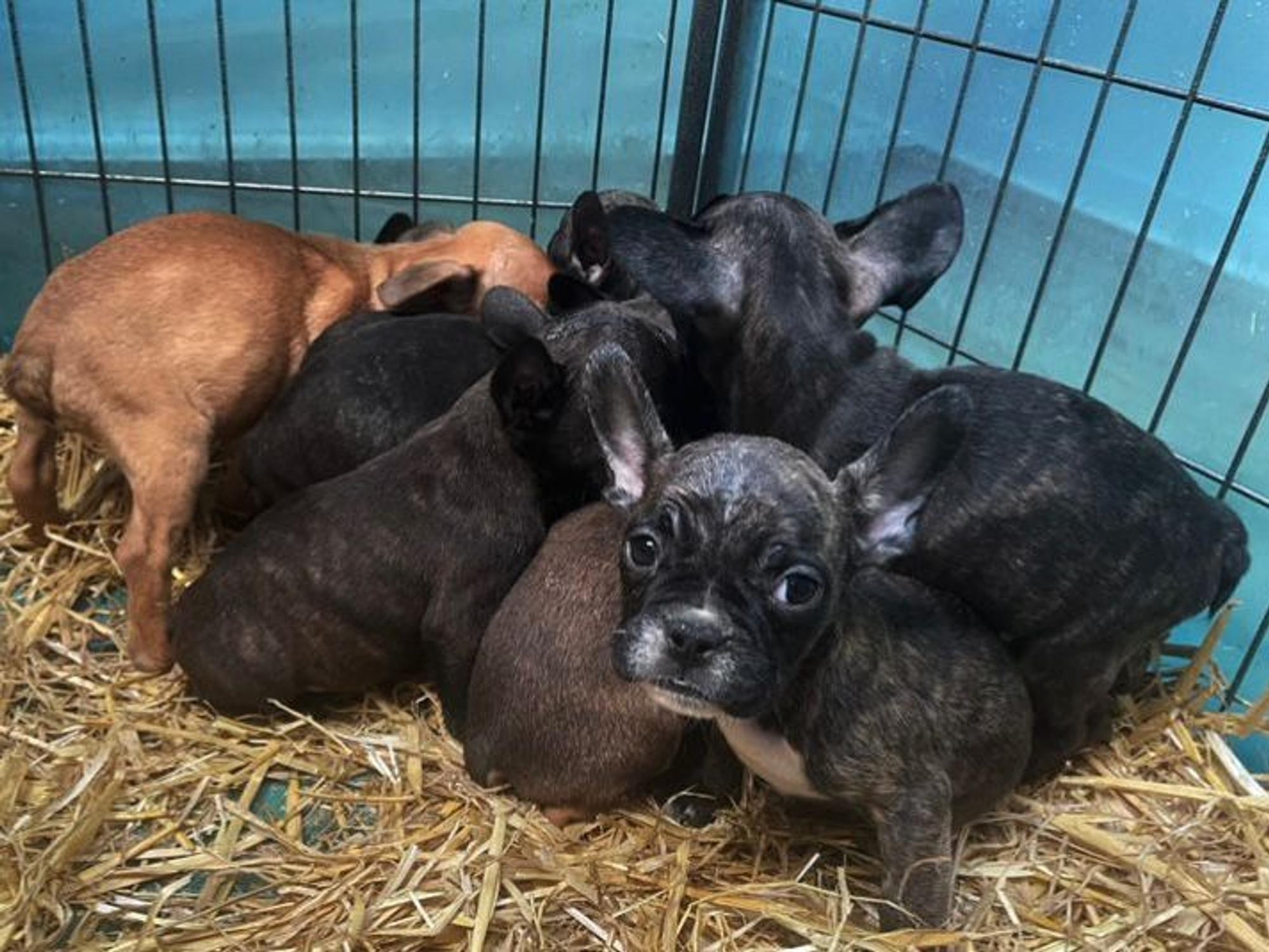 Kleine Bulldoggen-Welpen sitzen in einem Käfig.