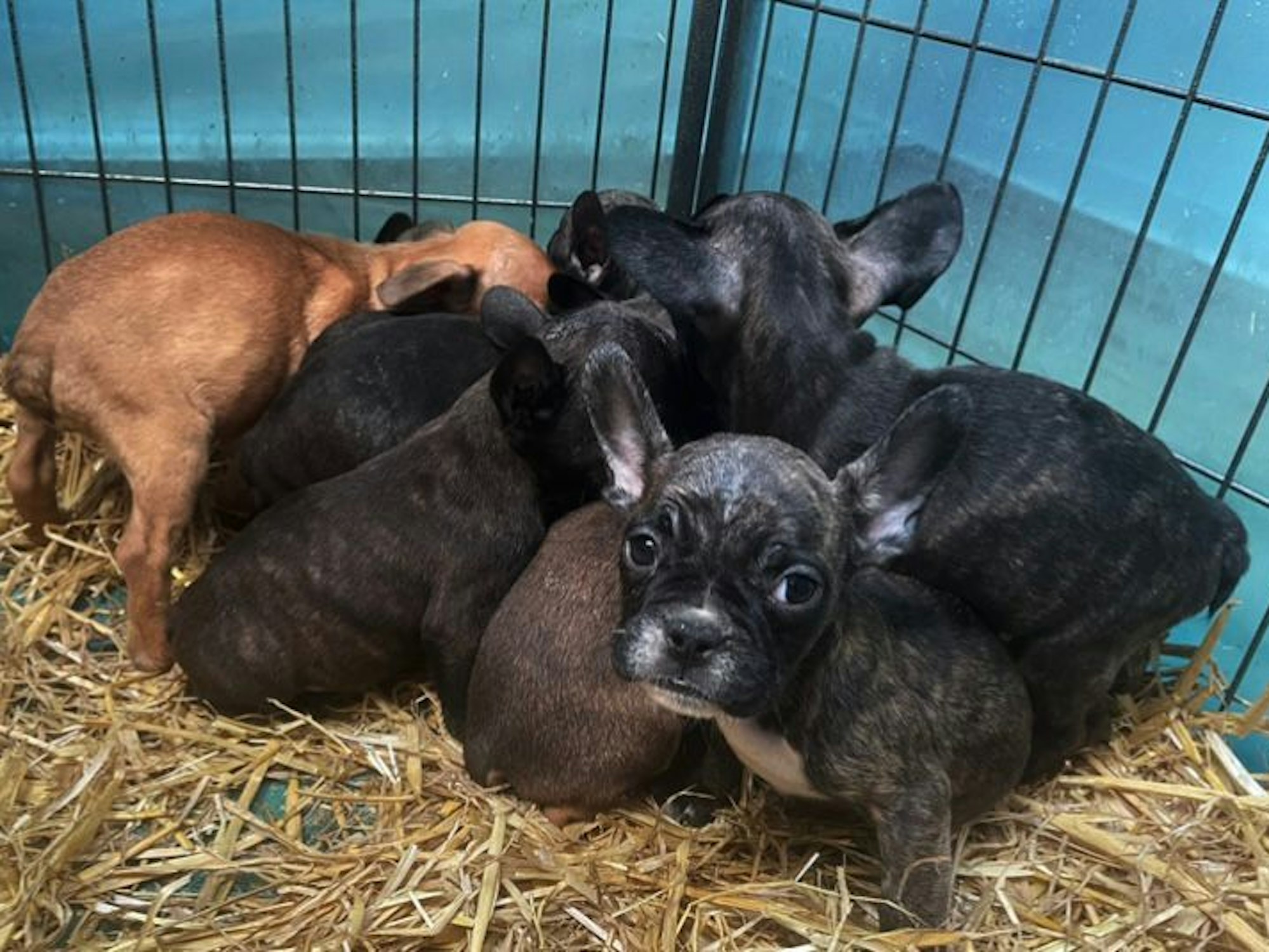 Kleine Bulldoggen-Welpen sitzen in einem Käfig.