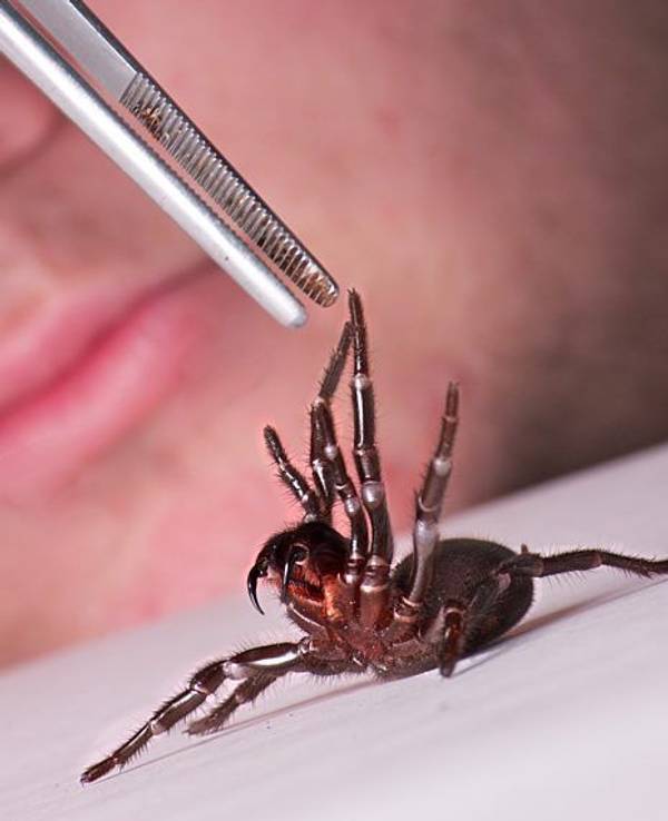 Nur mit Pinzette anfassen: Eine Trichternetzspinne wird am 3. September 2012 auf einen Tisch gelegt.