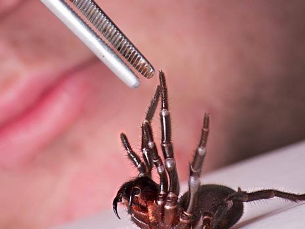 Nur mit Pinzette anfassen: Eine Trichternetzspinne wird am 3. September 2012 auf einen Tisch gelegt.
