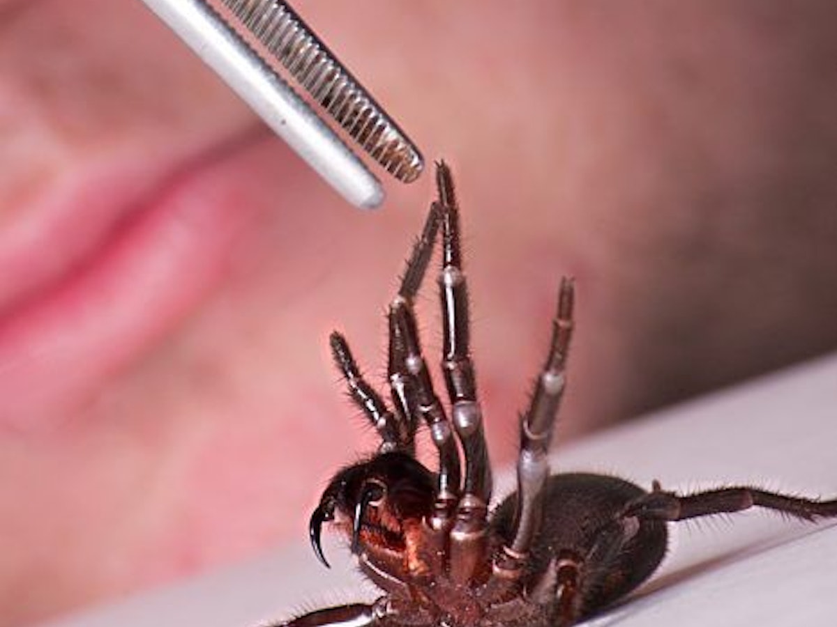 Nur mit Pinzette anfassen: Eine Trichternetzspinne wird am 3. September 2012 auf einen Tisch gelegt.