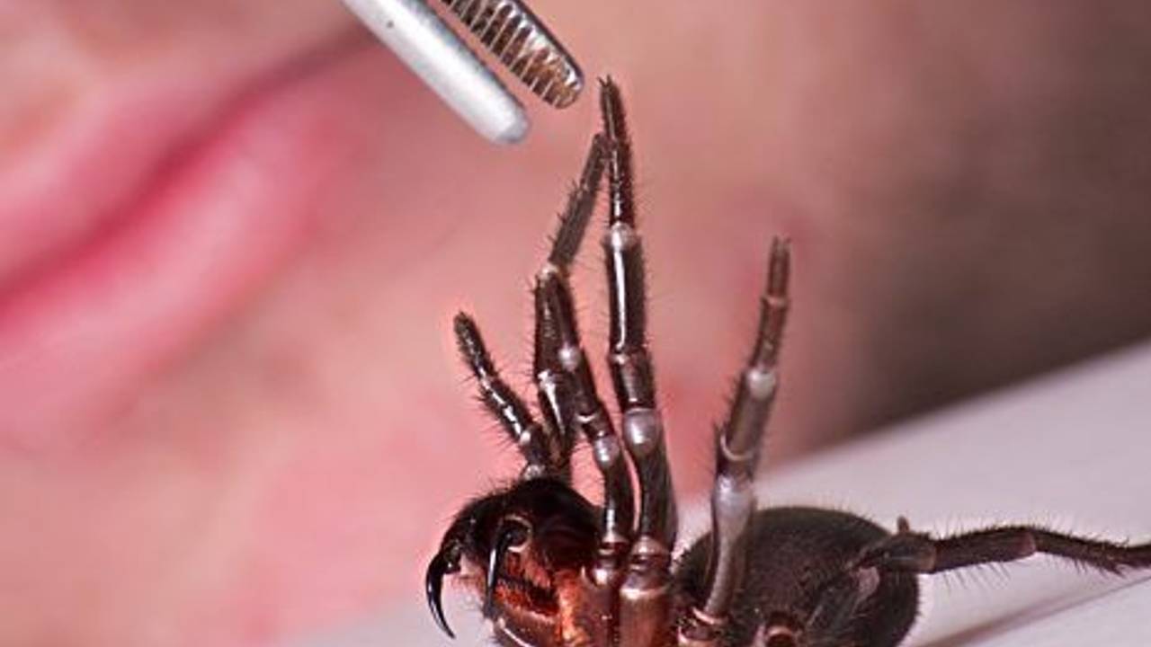 Nur mit Pinzette anfassen: Eine Trichternetzspinne wird am 3. September 2012 auf einen Tisch gelegt.