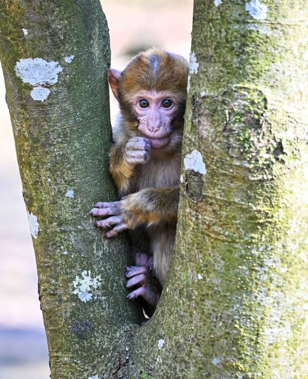 Ein Berberaffen-Jährling sitzt auf dem Affenberg auf einem Baum. Das Foto wurde am 09.03.2022 aufgenommen.