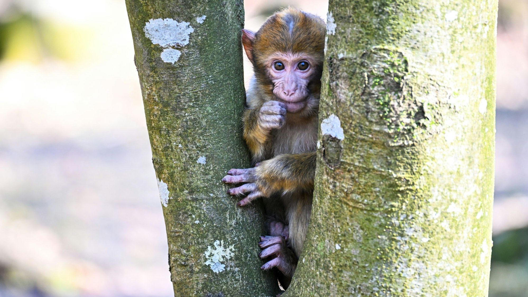 Ein Berberaffen-Jährling sitzt auf dem Affenberg auf einem Baum. Das Foto wurde am 09.03.2022 aufgenommen.